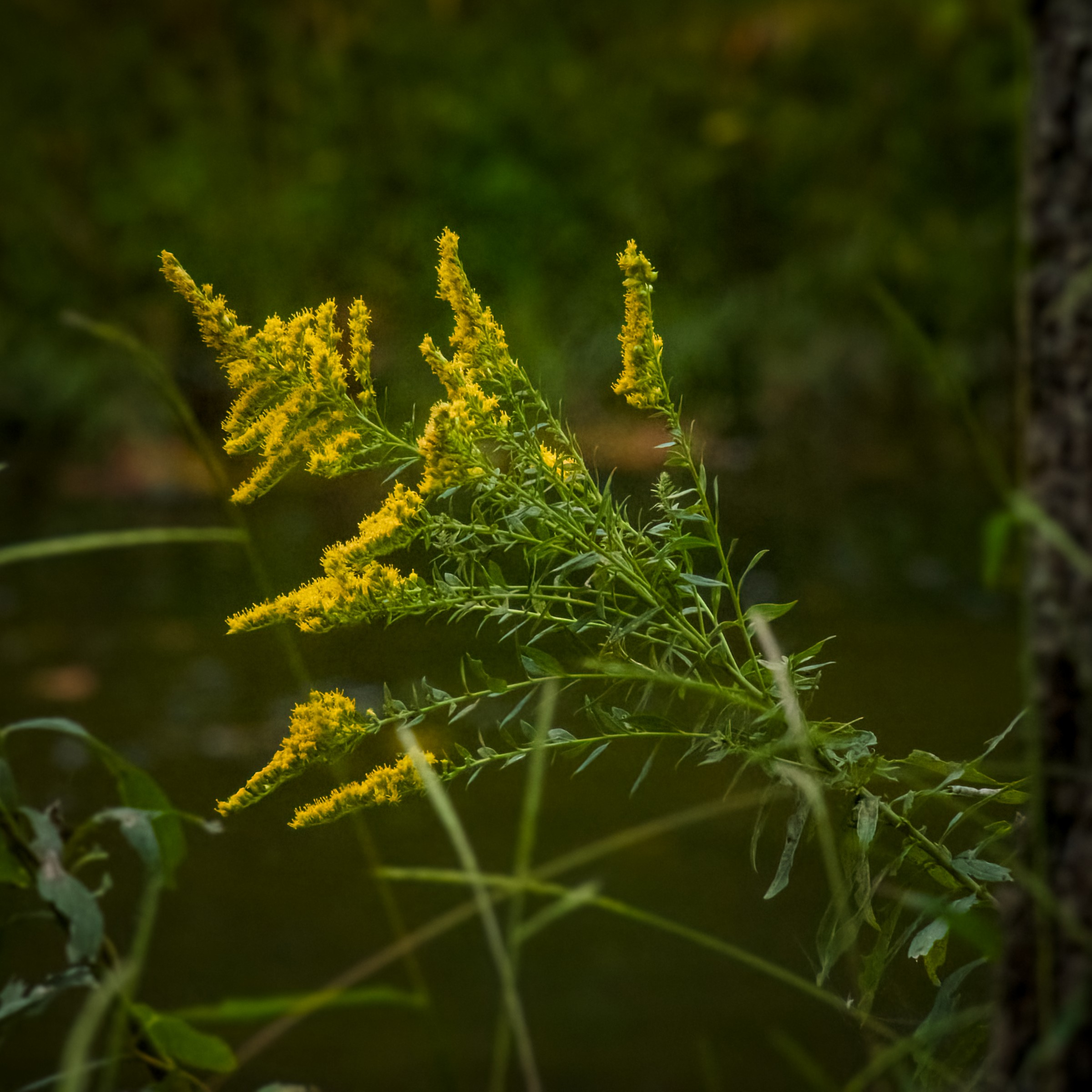 Goldenrod