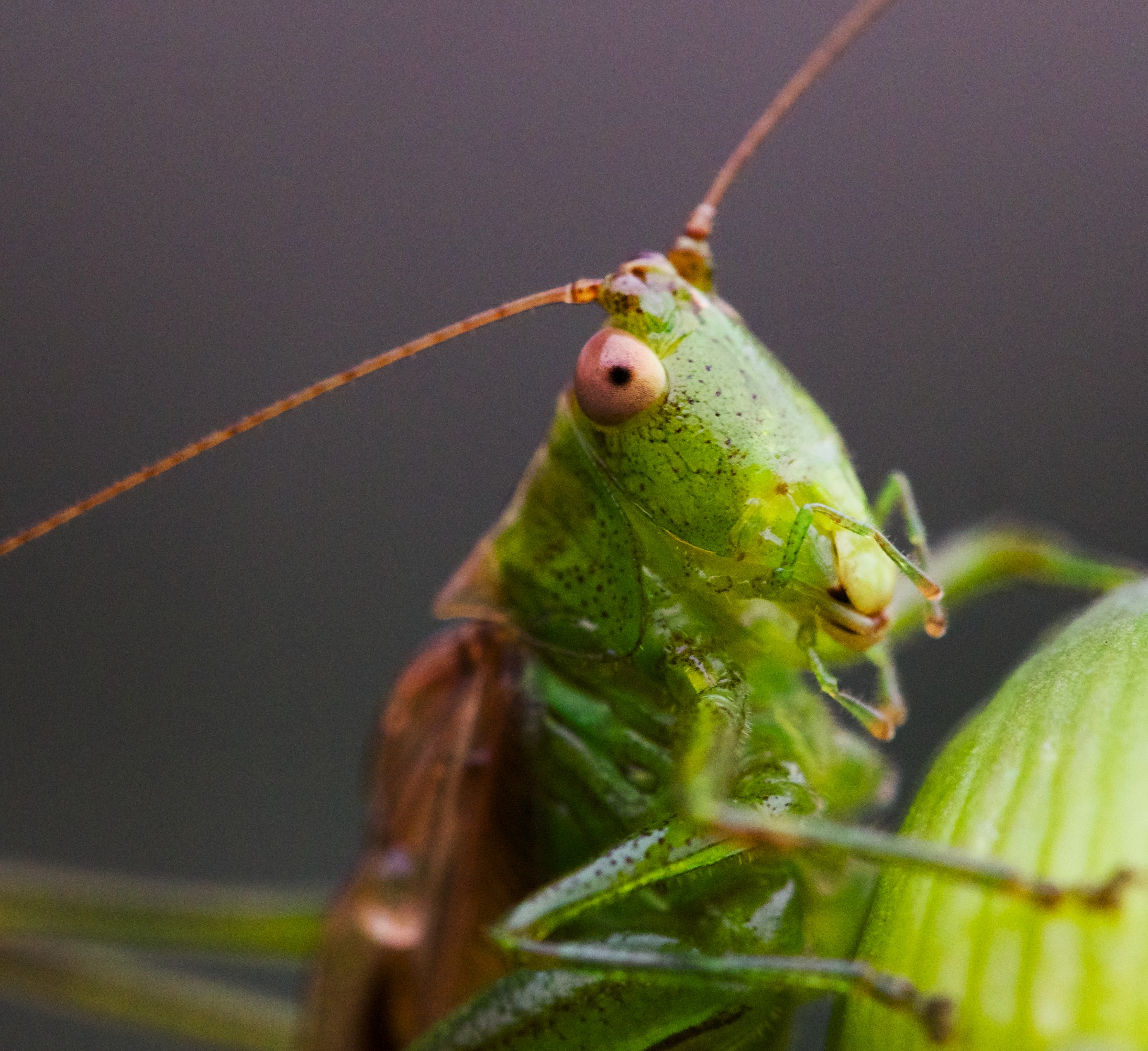 Short-winged conehead