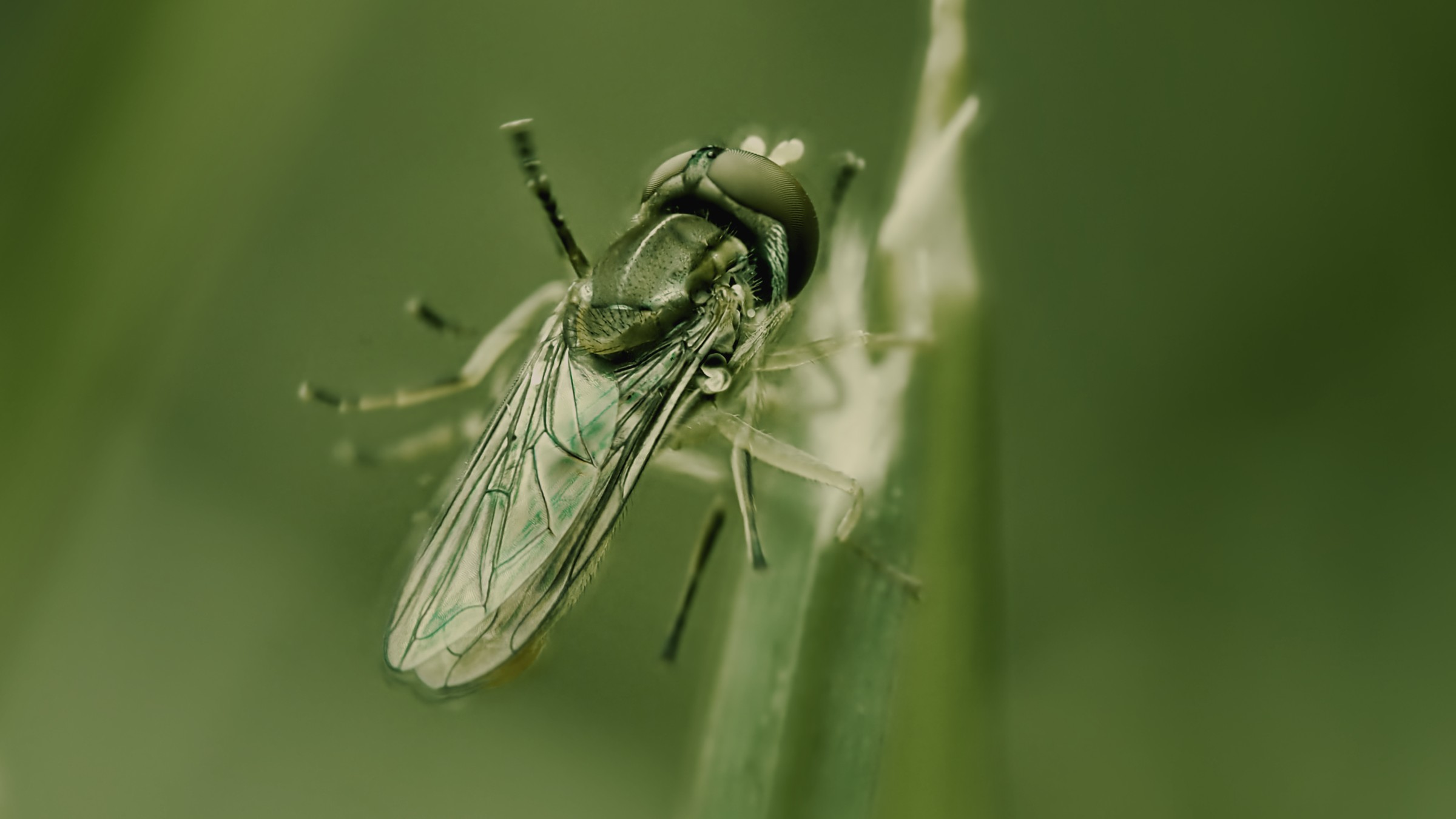 Sweat Bee in Shades of Green