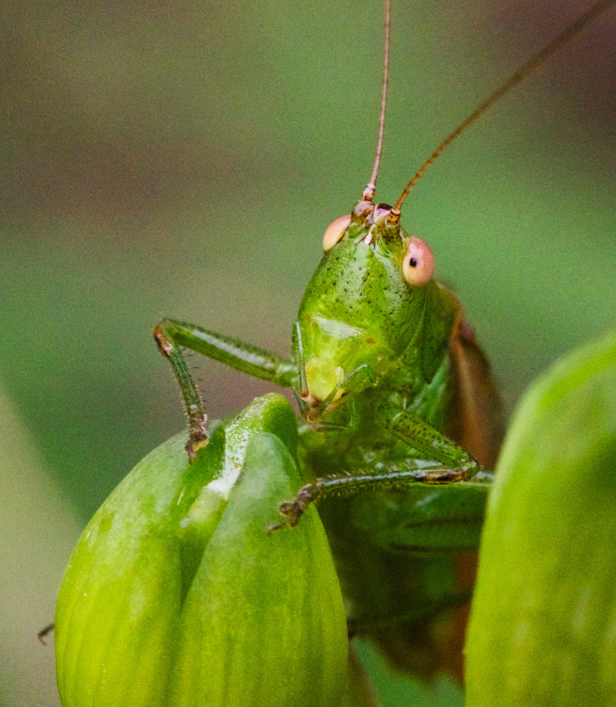 Short-winged conehead