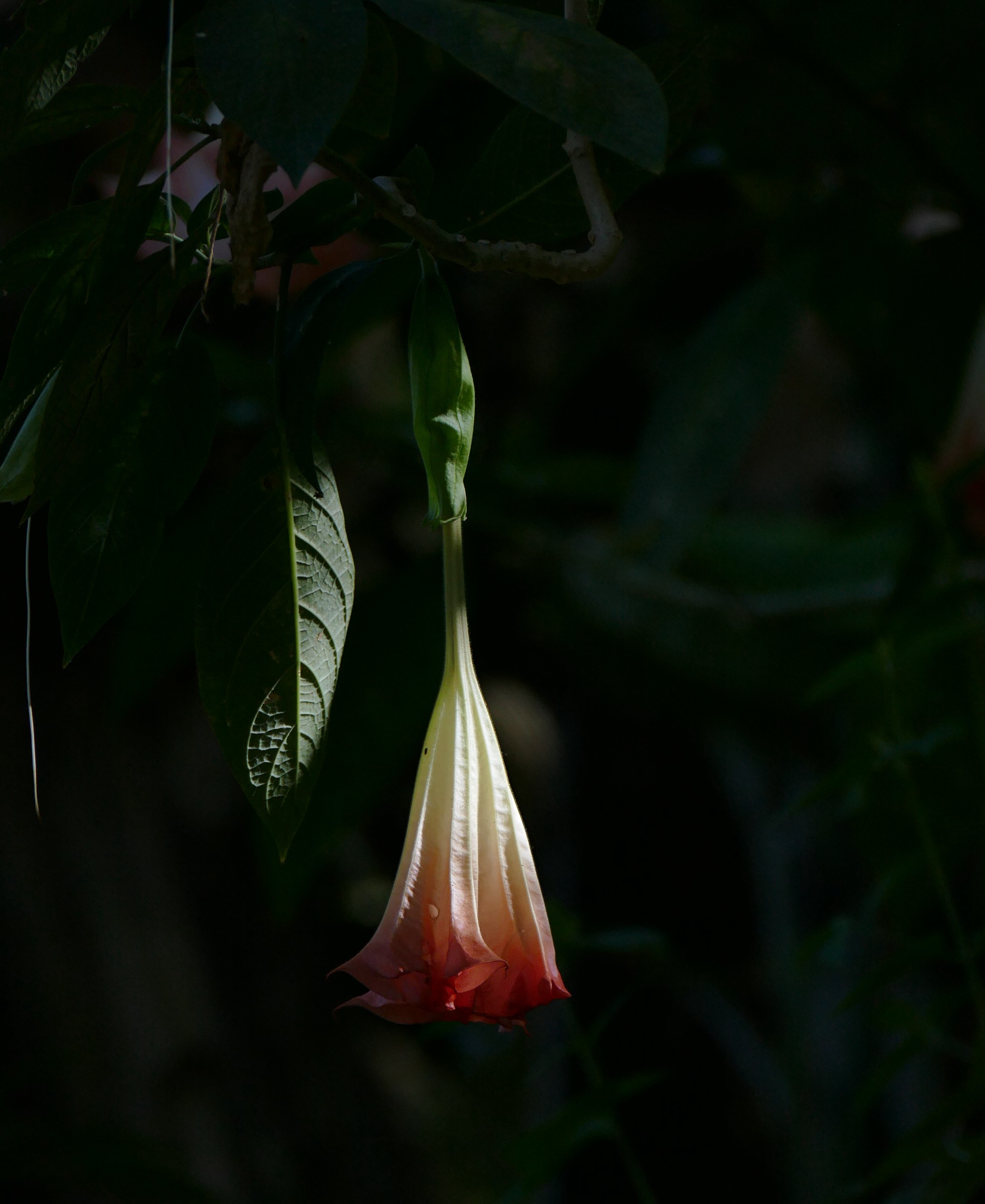 Angel's Trumpet
