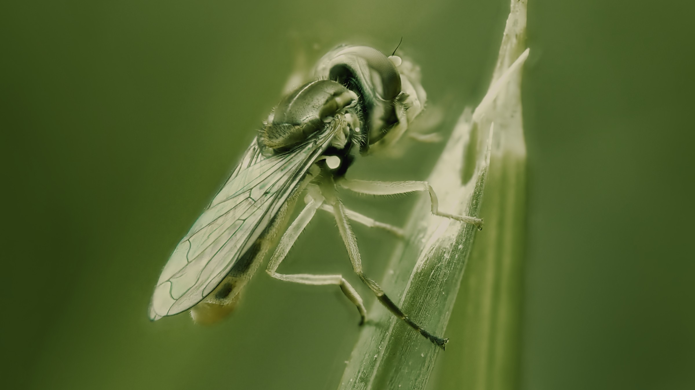 Sweat Bee in Shades of Green