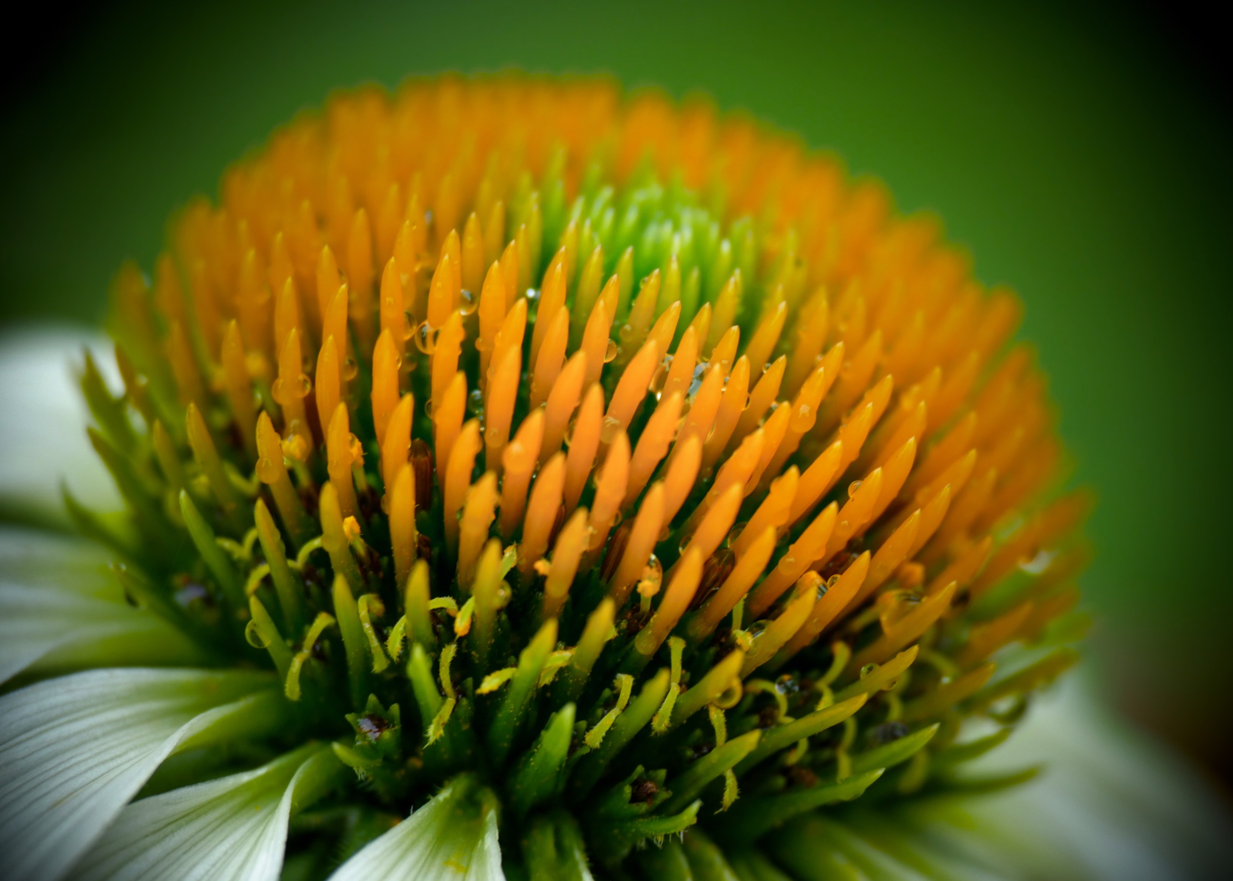 Coneflower
