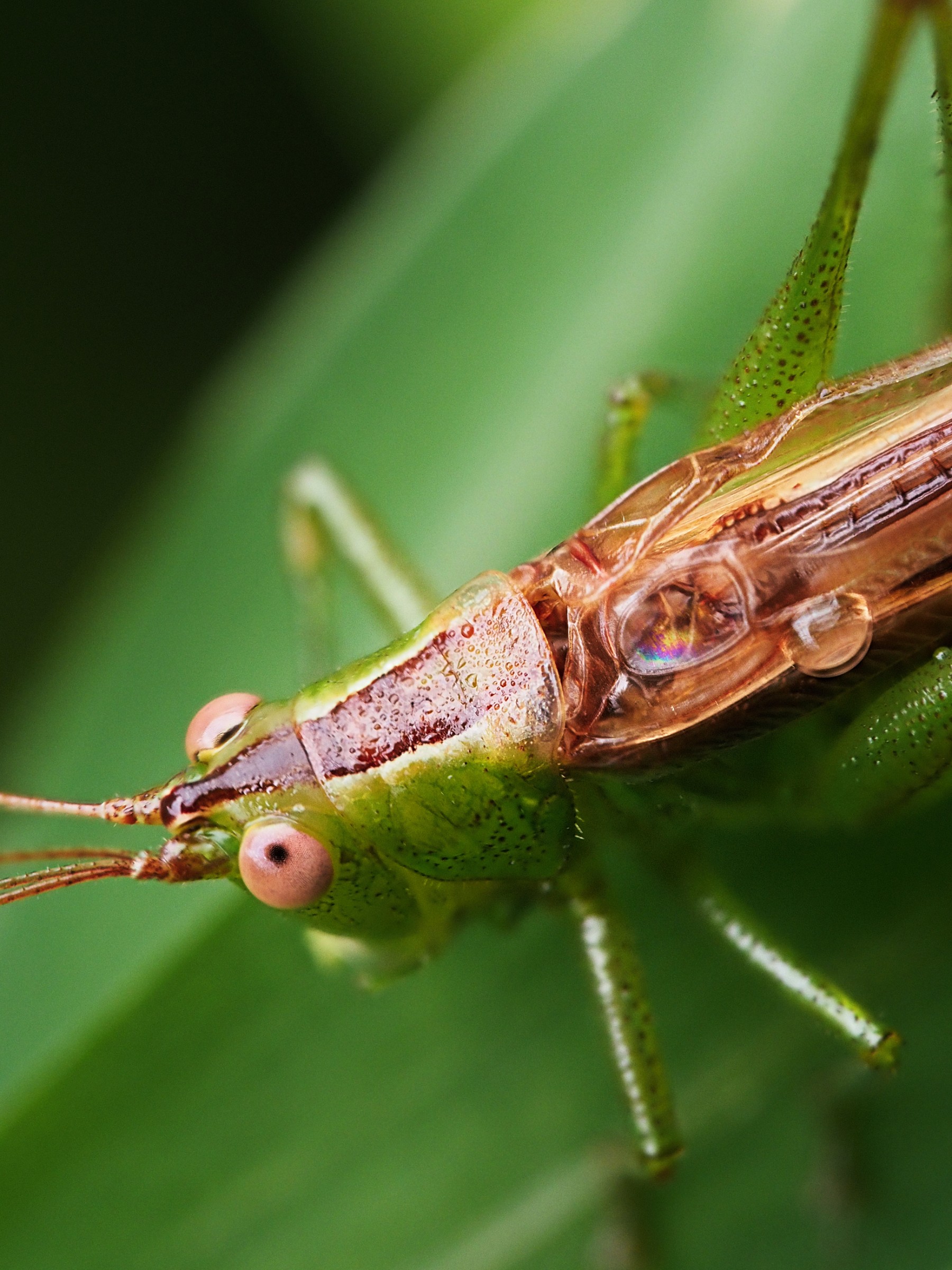 Short-winged conehead