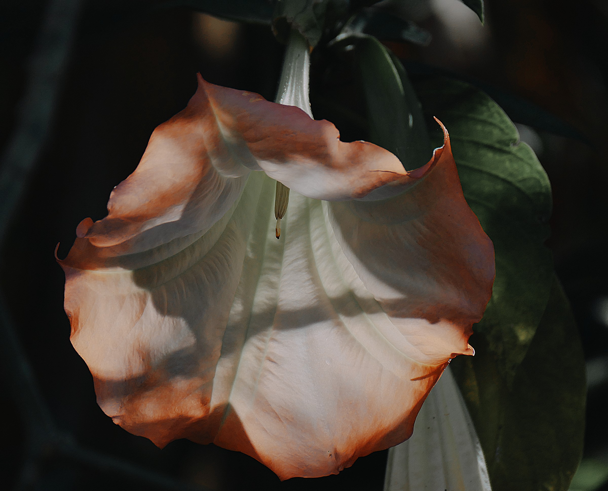 Angel's Trumpet