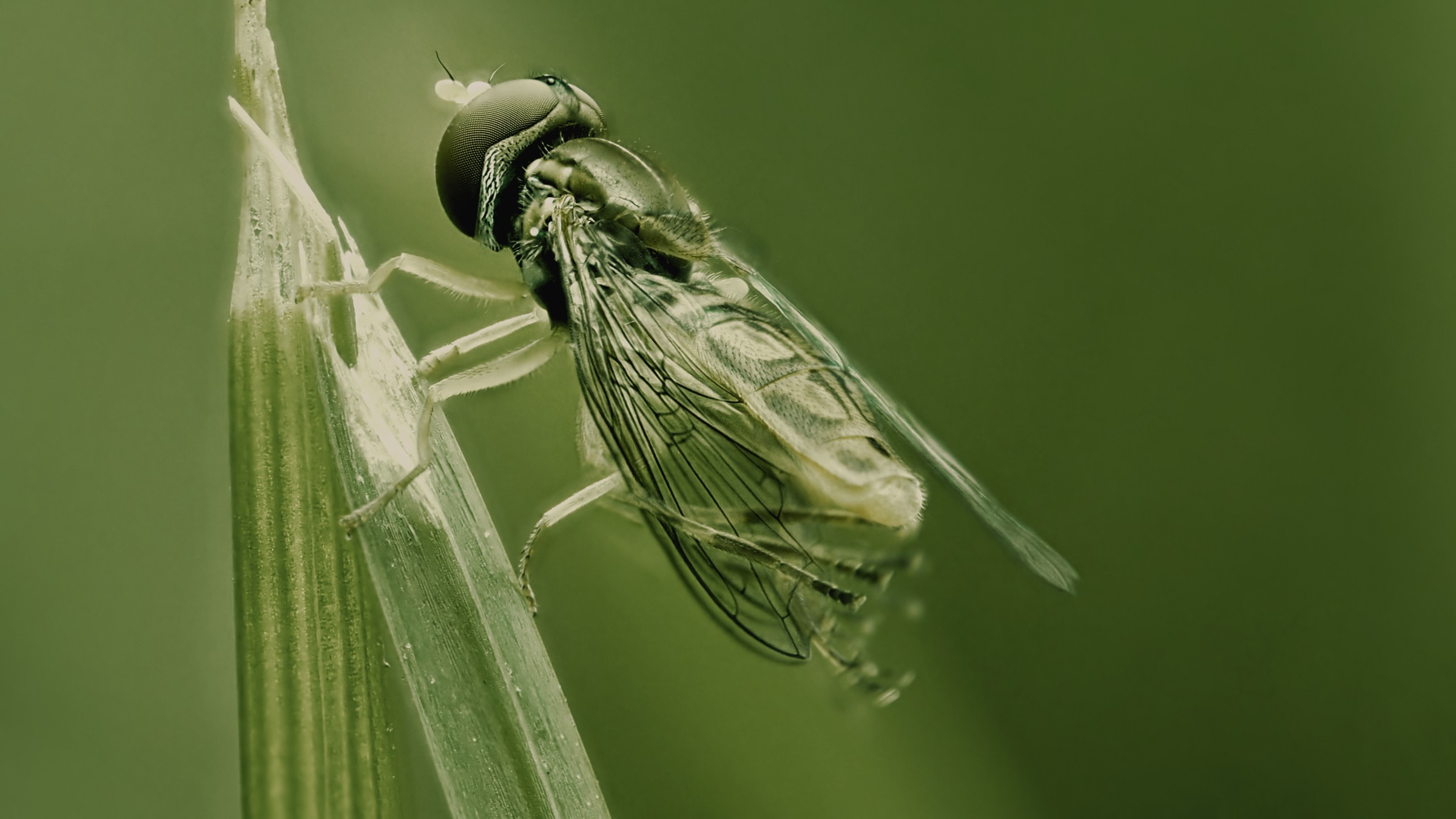 Sweat Bee in Shades of Green