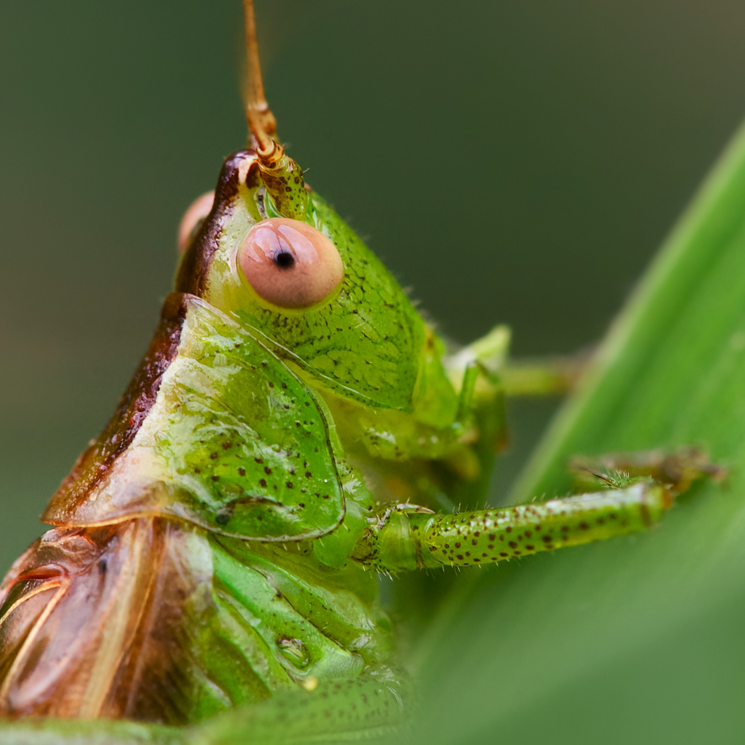 Short-winged conehead