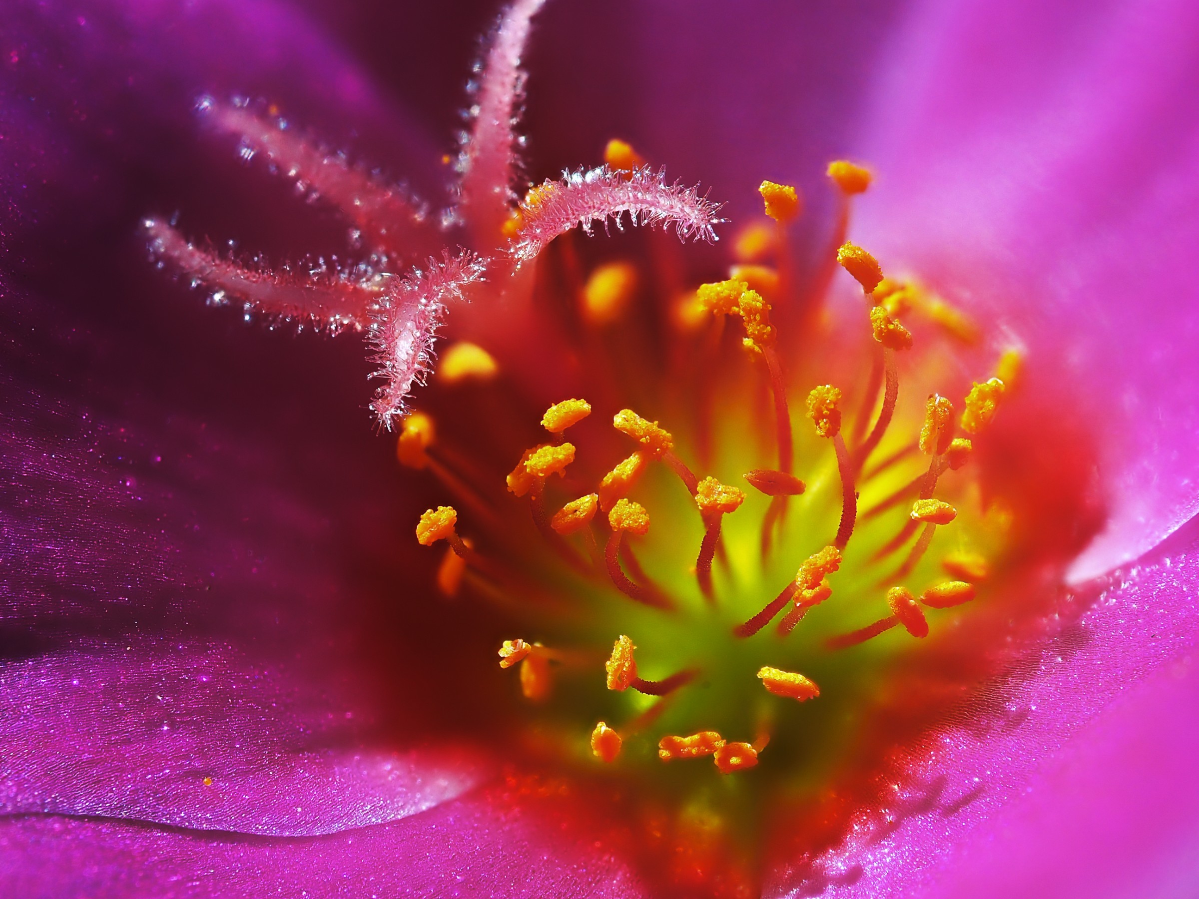 Portulaca grandiflora