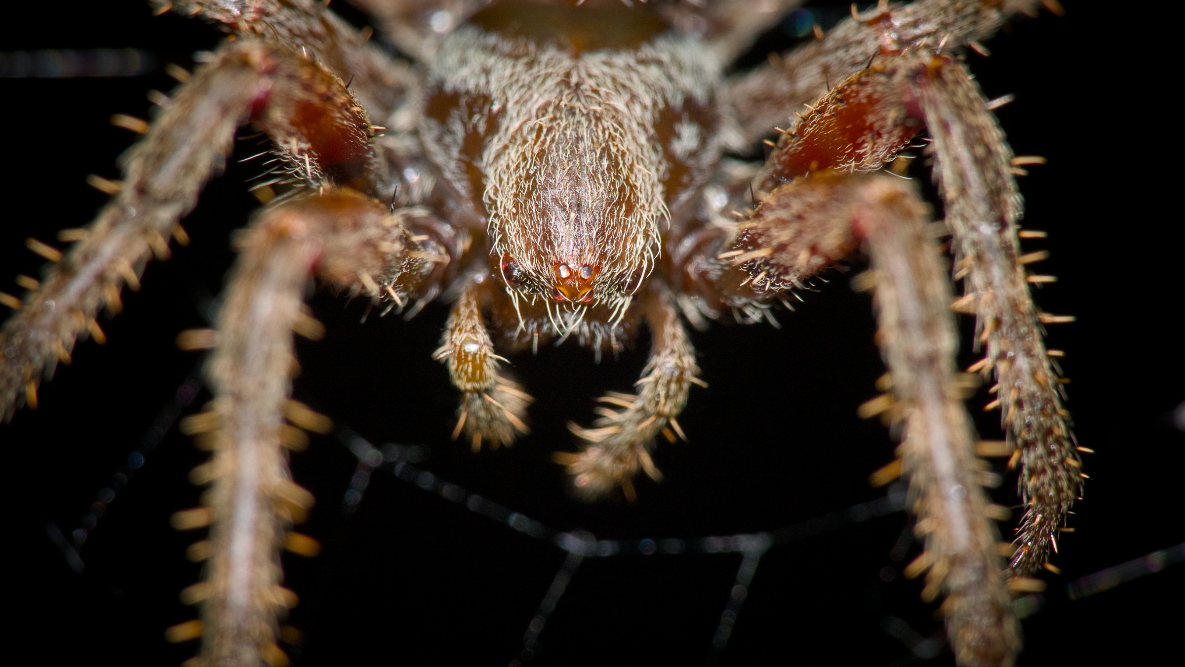 Orb Weaver