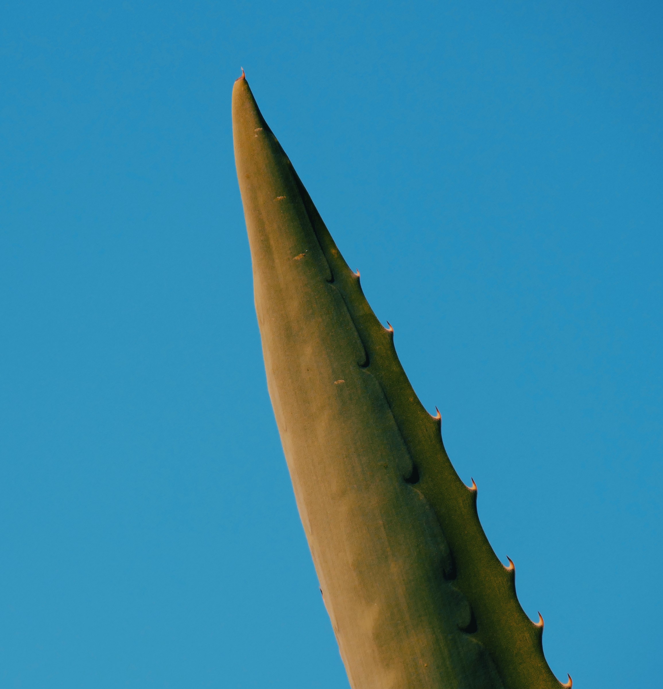 Aloe