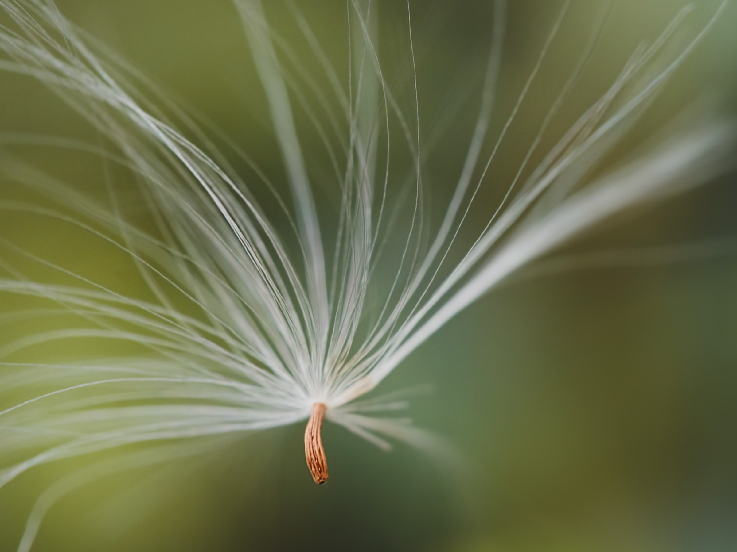 Plants photograph by James Paquette