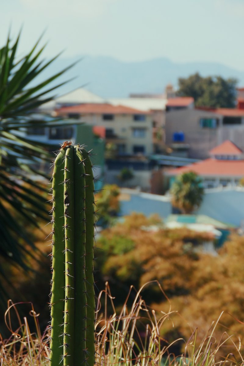 Cactus
