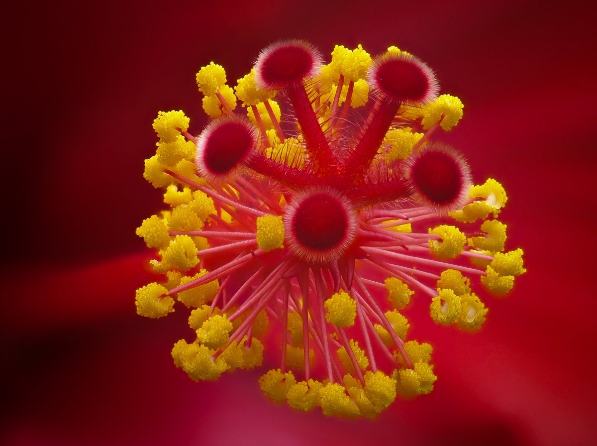 Hibiscus