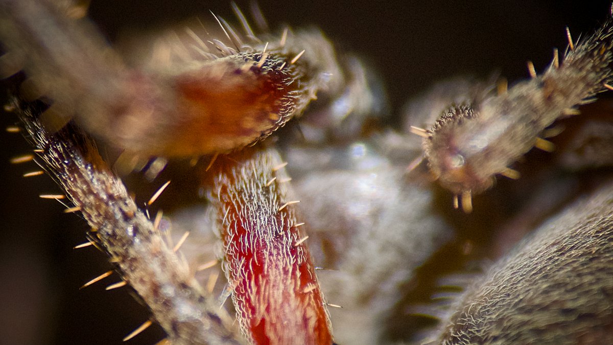 Orb Weaver Leg