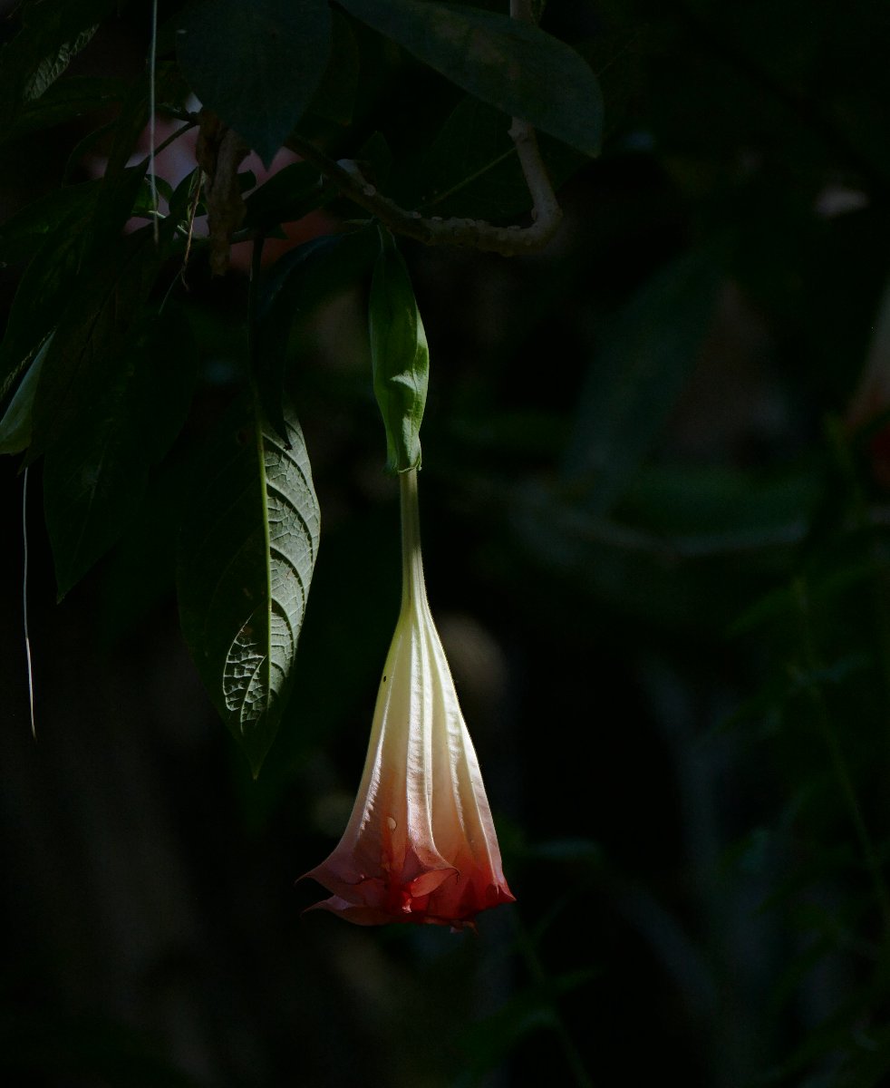 Angel's Trumpet
