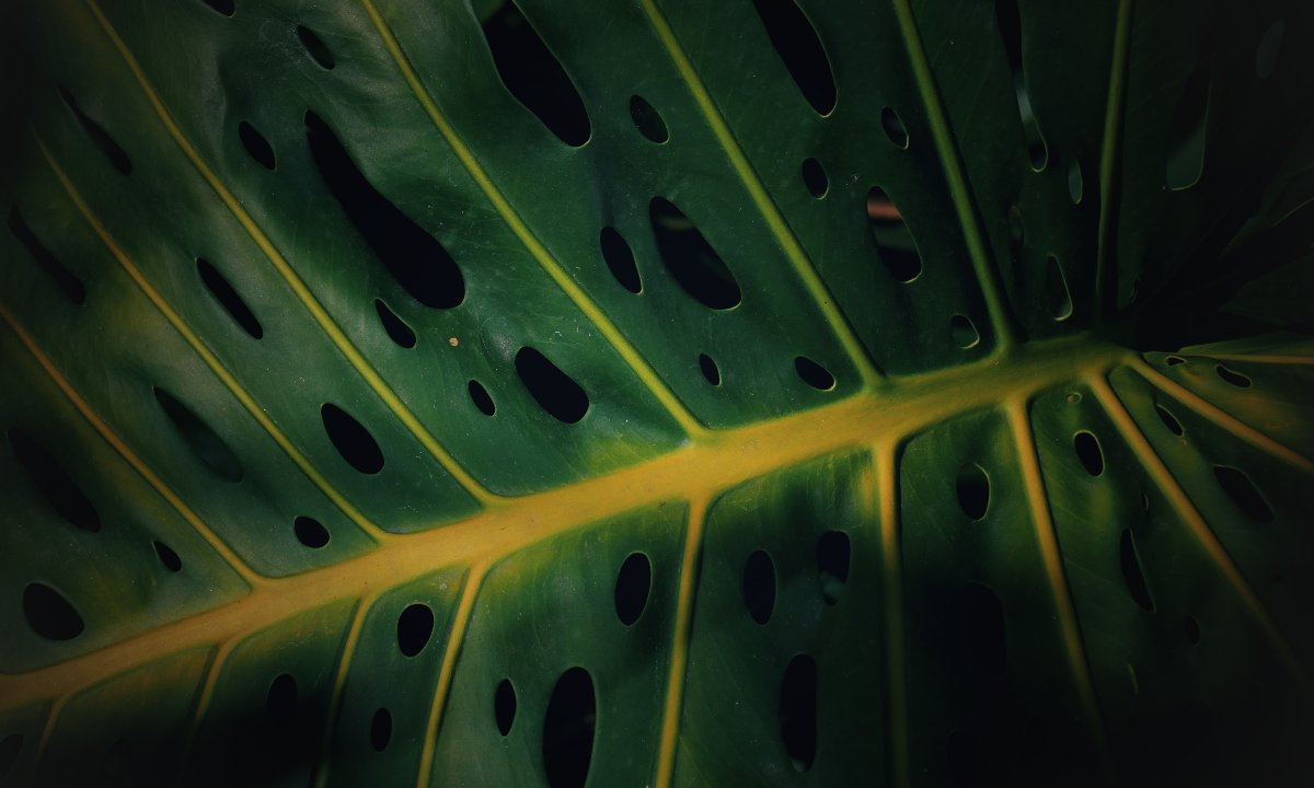 Monstera