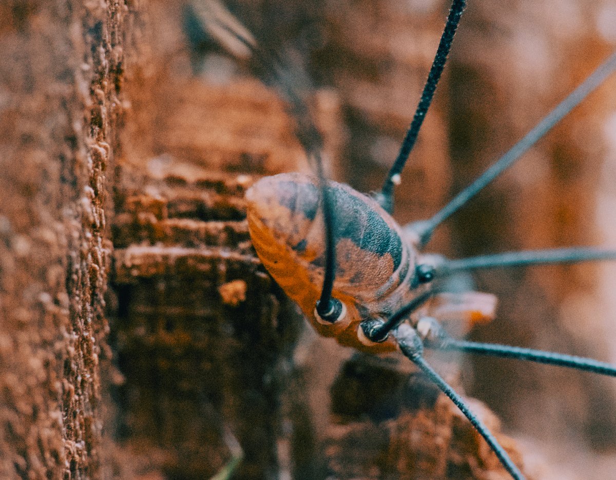 Daddy Long Legs