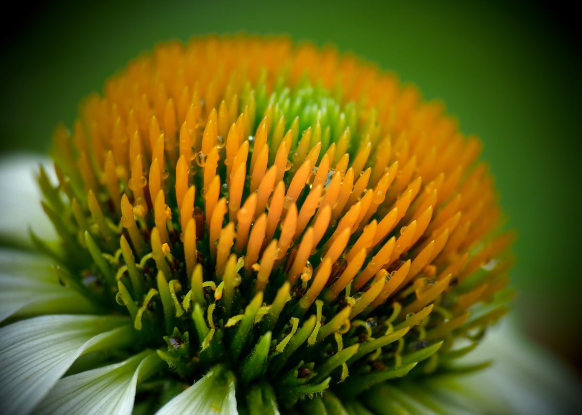 Coneflower
