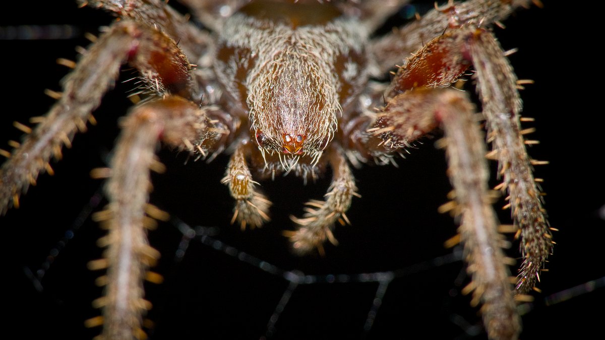 Orb Weaver