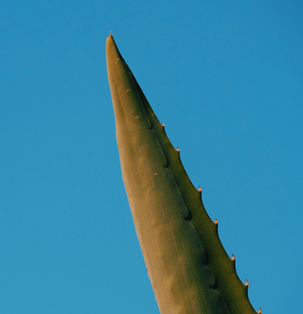 Aloe